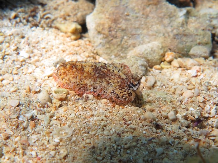 Thysanozoon brocchii Thysanozoon brocchii