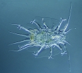 Marine tardigrade Floractus heimi