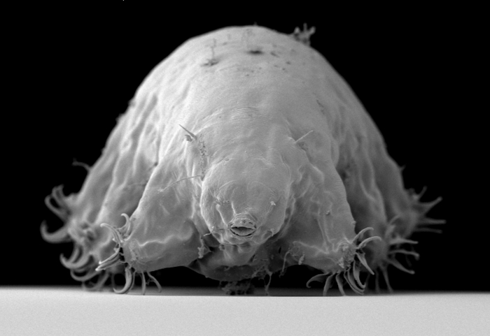 Marine tardigrade Echiniscoides sp.