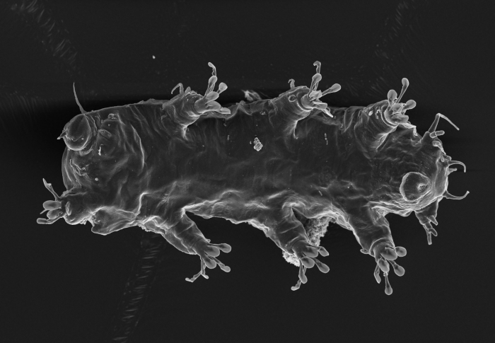 Marine tardigrade Batillipes sp.