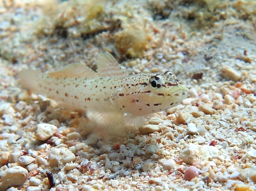 Gobius bucchichi