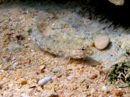 Gobius incognitus