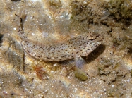 Gobius incognitus