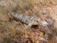 Gobius incognitus