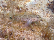 Gobius incognitus