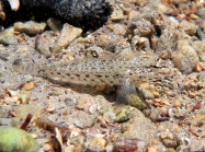 Gobius incognitus