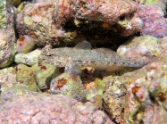 Gobius incognitus