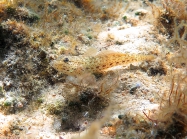 Gobius incognitus