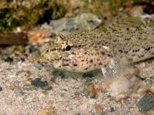 Gobius incognitus