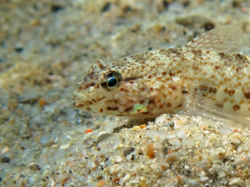 Gobius incognitus