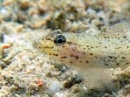 Gobius incognitus