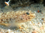 Gobius incognitus