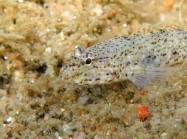 Gobius incognitus