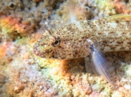 Gobius incognitus