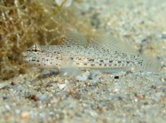 Gobius incognitus