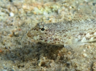 Gobius incognitus