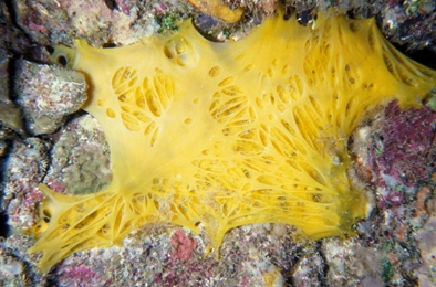 Dercitus (Halinastra) luteus Dercitus (Halinastra) luteus