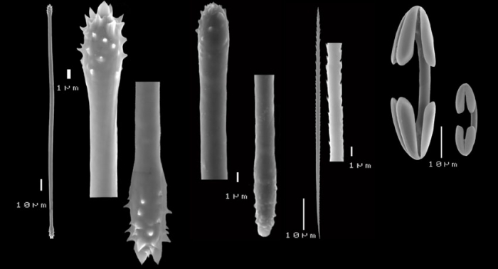 Celtodoryx girardae spicules