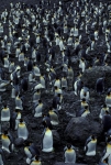 King Penguin colony 2CS5_1