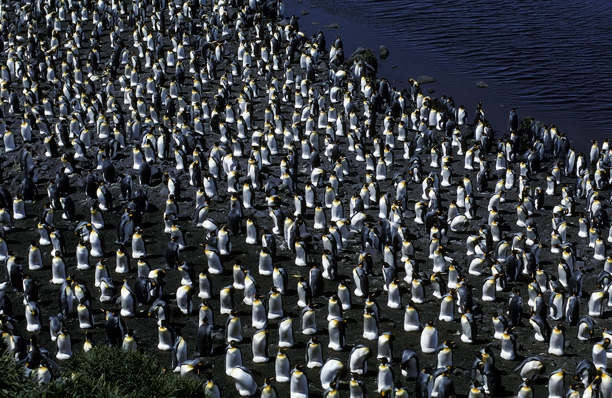 King Penguin colony 5CS5_1 King Penguin colony 5CS5_1