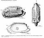 Holotype of Treibelina rugosa Alison & Holden, 1971