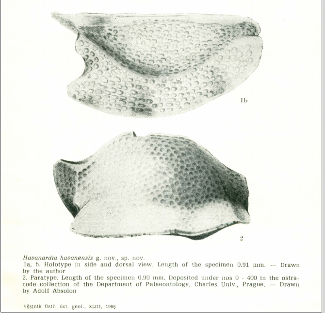 Havanardia havanensis Pokorny, 1968 from the original description