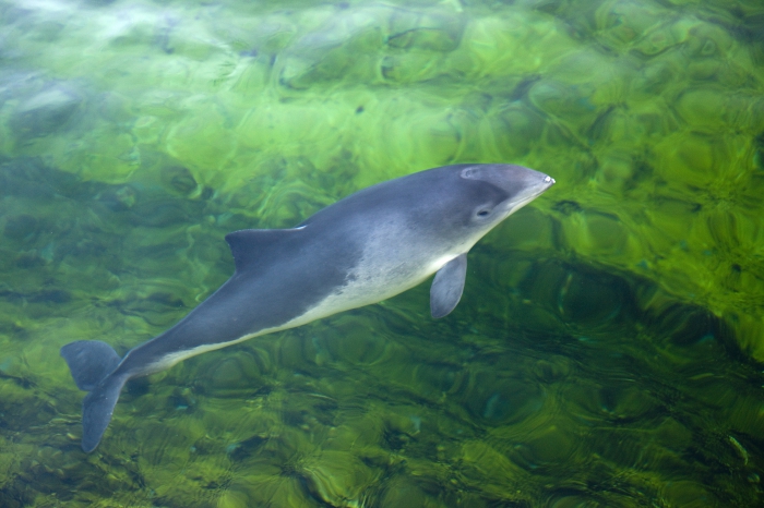 Harbour porpoise Harbour porpoise