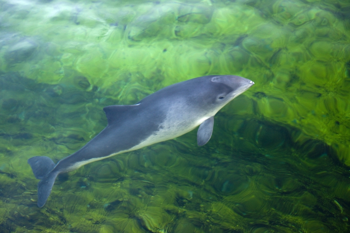 Harbour porpoise