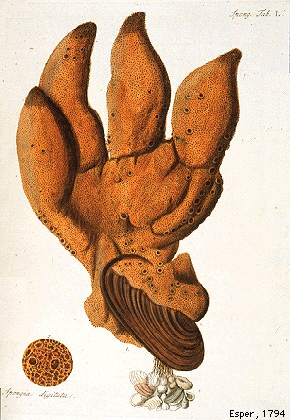 Esper's Spongia digitata Esper's Spongia digitata