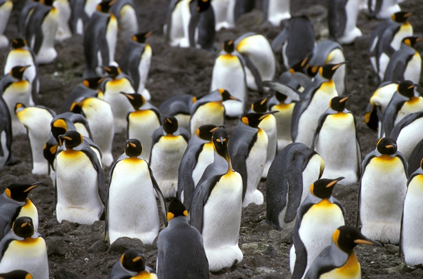 King Penguin colony a_1 King Penguin colony a_1