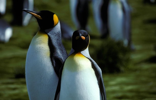 King Penguin pair (rev)CS6_1 King Penguin pair (rev)CS6_1
