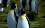 King Penguin pair (rev)_1