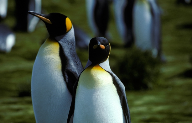 King Penguin pair (rev)_1 King Penguin pair (rev)_1