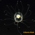 Hydrozoa (hydroids)