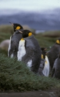 King Penguin pair 1_1