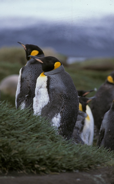 King Penguin pair 1_1 King Penguin pair 1_1