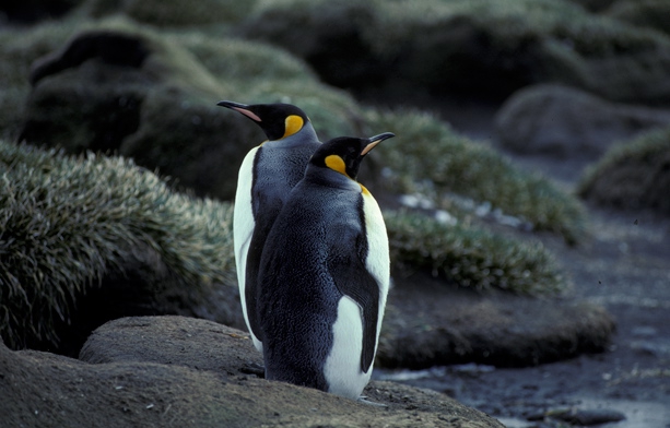 King Penguin pair 2_1 King Penguin pair 2_1