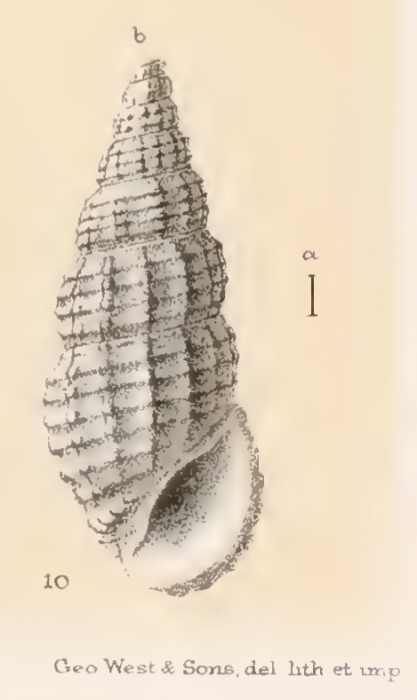 Rissoina transenna Watson, 1886