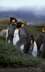 King Penguin pair_1