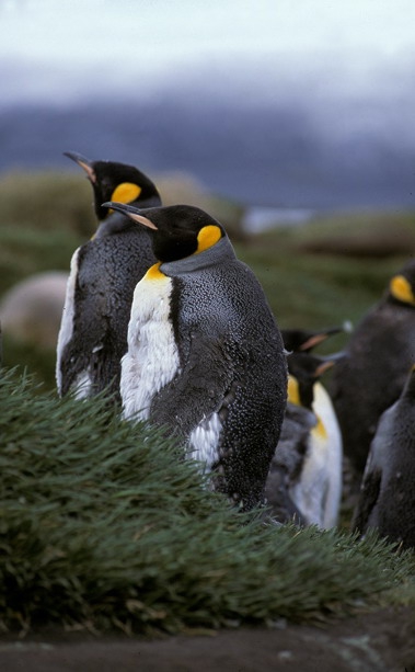 King Penguin pair_1