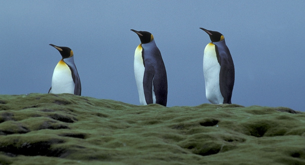 King Penguin trio a_1 King Penguin trio a_1