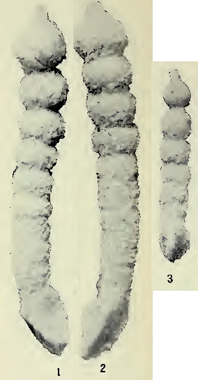 Clavulina humilis var. mexicana Cushman, 1923