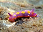 Doridina