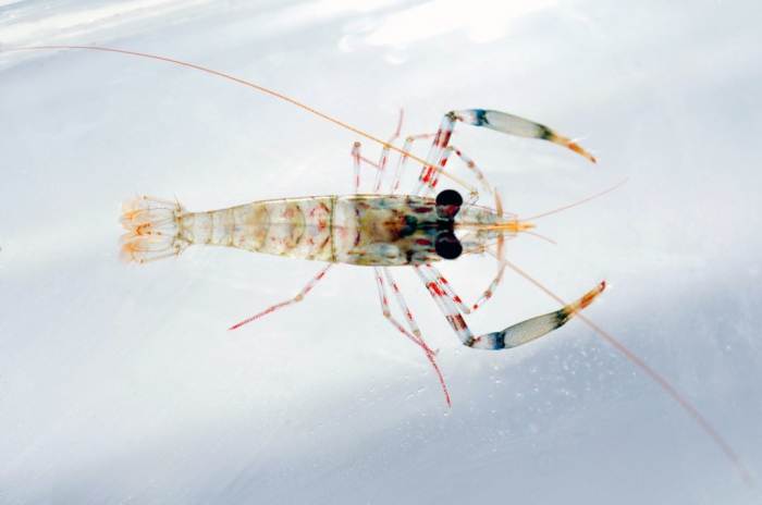 Twoclaw shrimp (Brachycarpus biunguiculatus)