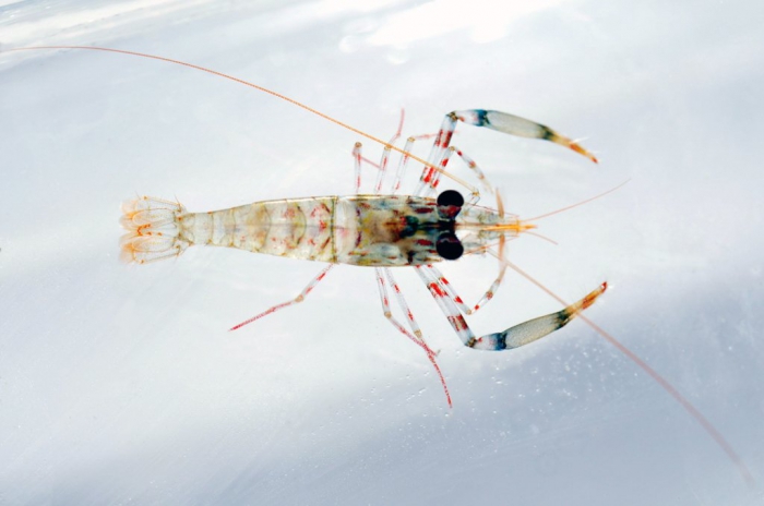 Twoclaw shrimp (Brachycarpus biunguiculatus) Twoclaw shrimp (Brachycarpus biunguiculatus)