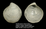 Parathyasira subcircularis