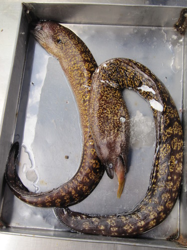 Mediterranean moray - Muraena helena