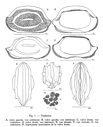 Bairdiidae