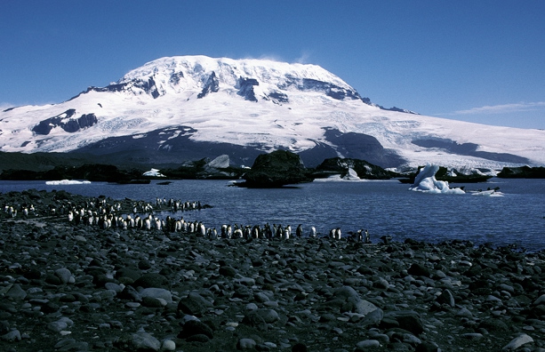 King Penguins & Stev#10BF3B_1 King Penguins & Stev#10BF3B_1