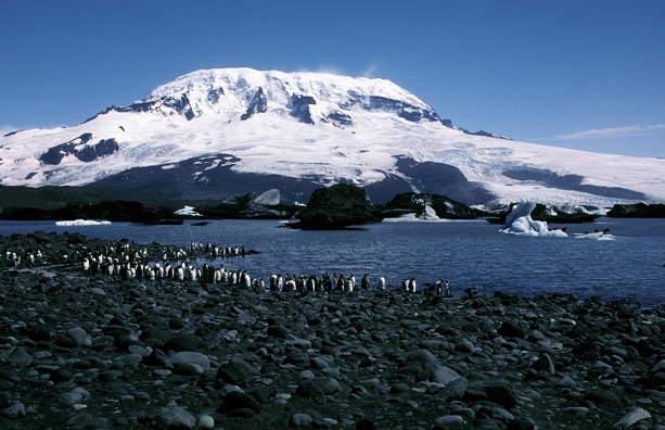 King Penguins & Stev#10BF3B_1